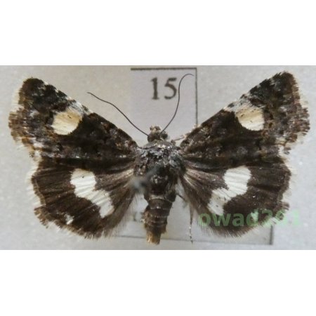 Tyta luctuosa (Denis & Schiffermüller, 1775) Czech15